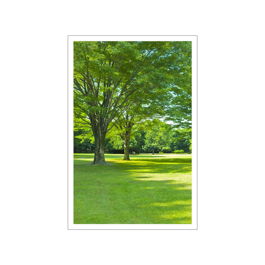 LUSH GREEN SCENE WITHOUT FRAME