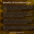 BRASS KAMDHENU COW - vastu-vigyan